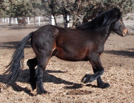 Copper as a two year old